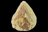 Serrated, Fossil Megalodon Tooth Still In Limestone - Indonesia #148973-1